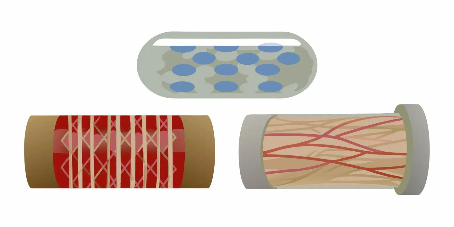 The HMB molecule builds and protects muscle fibers from breakdown.