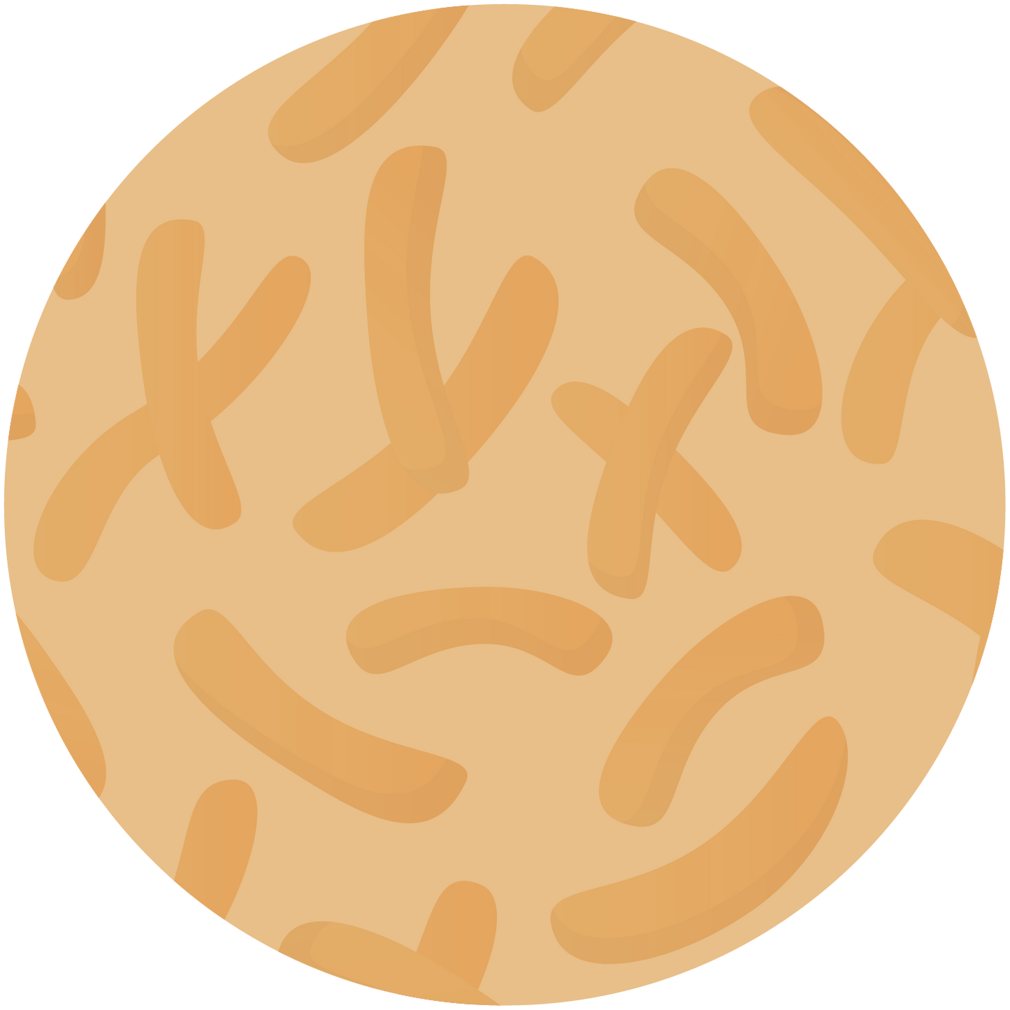 Probiotic Strain Lactobacillus fermentum